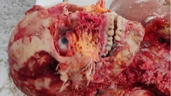 Dead soldier is eaten by animal in the russia vs ukraine war Photo 0001 Video Thumb