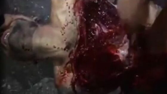 El siri execution by lfm Photo 0001 Video Thumb