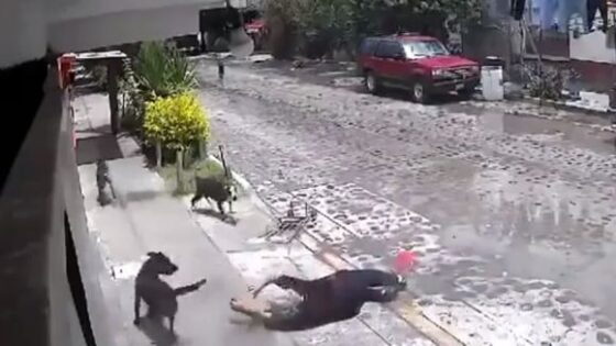 Elderly woman is attacked by gang of dogs in broad daylight Photo 0001 Video Thumb