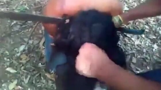 Gulf cartel members execute a former member of the already disbanded los zetas Photo 0001 Video Thumb