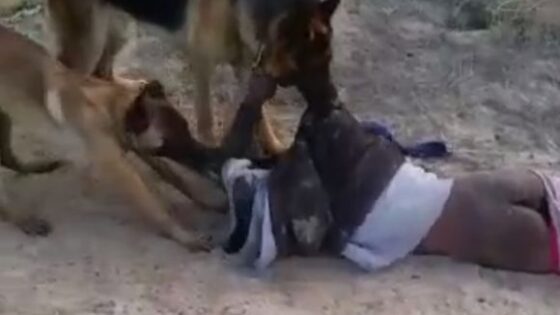 Man being attacked by dogs while spectators film and laugh at his misfortune Photo 0001 Video Thumb