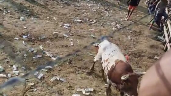 Bull takes brutal revenge and kills young man during macabre show of animal death Photo 0001 Video Thumb