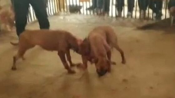 Dog fight Photo 0001 Video Thumb