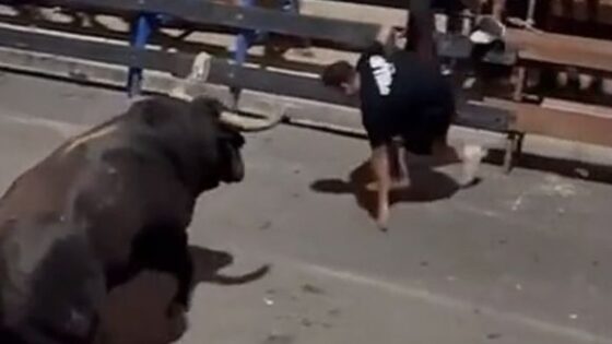 Man is attacked by bull and almost dies during the festival Photo 0001 Video Thumb