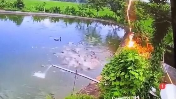 Man is killed by high voltage wire what was he doing Photo 0001 Video Thumb