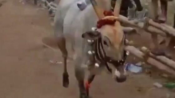 Man suffers immediate punishment for abusing animals Photo 0001 Video Thumb
