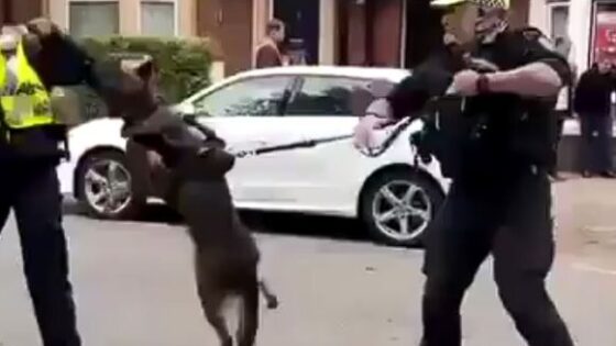 Police dog attacks his own female partner for no apparent reason Photo 0001 Video Thumb