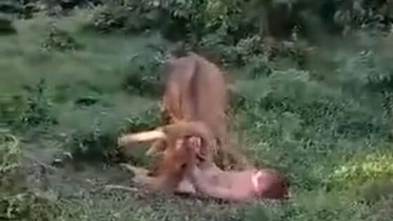 Russian tourist tries to rape a cow but is severely punished for the animal in thailand Photo 0001 Video Thumb