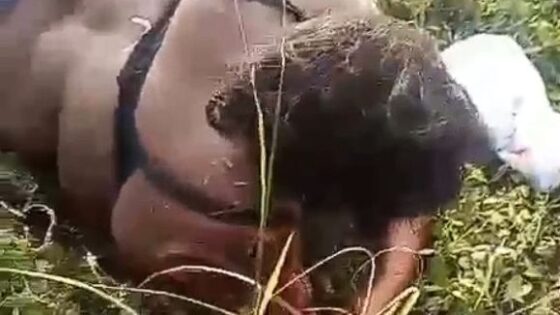 Womans hand is torn off due to traffic accident in the dominican republic Photo 0001 Video Thumb