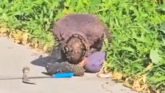 Guy attacked by swarm of bees what to do at this moment Photo 0001 Video Thumb