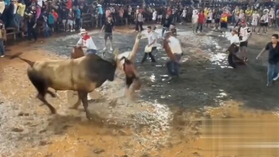 Man is slaughtered by furious bull and is immobilized on the ground Photo 0001 Video Thumb
