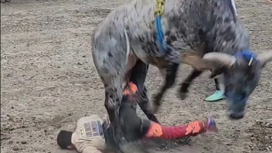 Man trampled by bull and dies in hospital bull wins Photo 0001 Video Thumb