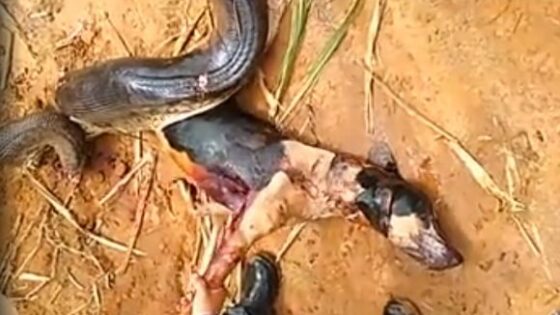Animal warning dead dog found inside of a massive anaconda Photo 0001 Video Thumb