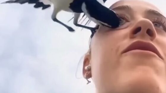 Bird attacks woman right in her eye there is no information as to whether she became blind or not Photo 0001 Video Thumb