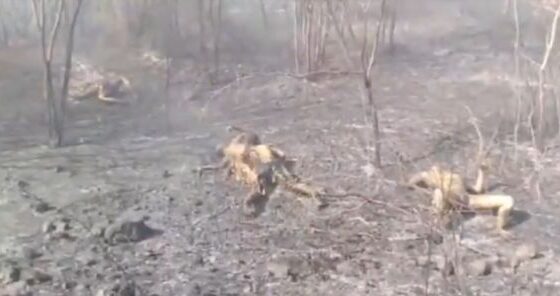 Family dies in forest fire location unknown Photo 0001 Video Thumb