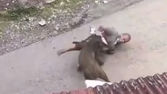 Filthy pig gives no respite and miserably attacks an old man in some african country Photo 0001 Video Thumb