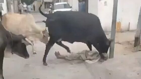 Group of angry cows violate dead woman Photo 0001 Video Thumb