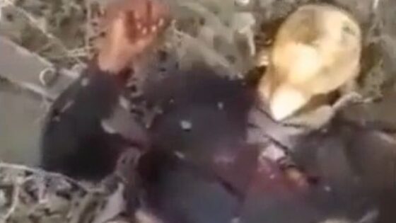 Wounded combatant is executed with high caliber rifle Photo 0001 Video Thumb