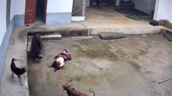Boar lives up to his fierce reputation as a killer dogs try to help their owner but end up giving up due to the ferocity of the wild animal Photo 0001 Video Thumb