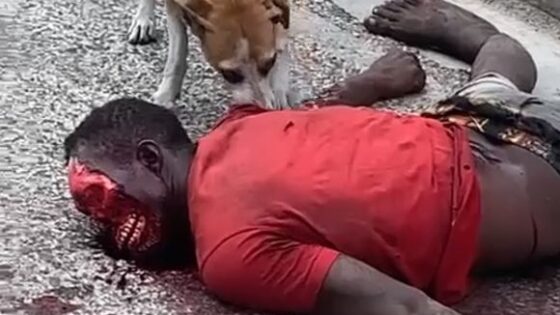 Dog eating decomposing body of dead man thrown on the ground in haiti Photo 0001 Video Thumb