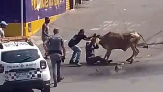Police kill a cow that was attacking a man in the middle of the street and later attacks the police in brazil Photo 0001 Video Thumb