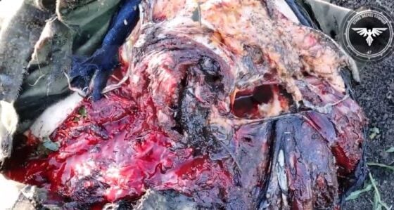 Russian soldier plays dead on the battlefield but is hit by drone bombing in the end his death is terrible during the russia vs ukraine war Photo 0001 Video Thumb
