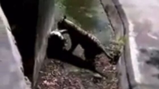 22 year old man mauled by tiger Photo 0001 Video Thumb