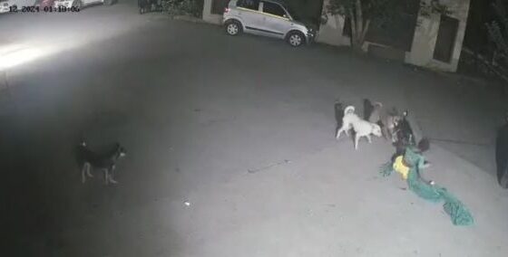 A pack of stray dogs mauled a woman to death in maharashtras titwala india Photo 0001 Video Thumb