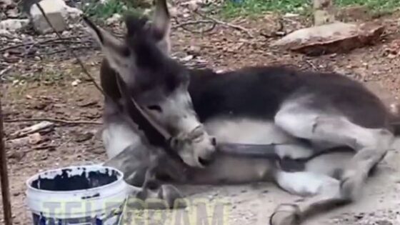 Animal wtf Photo 0001 Video Thumb