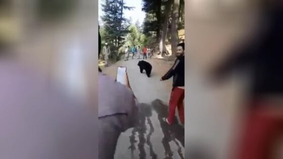 Bear attack in kashmir as they try to stop it with bamboo blows Photo 0001 Video Thumb