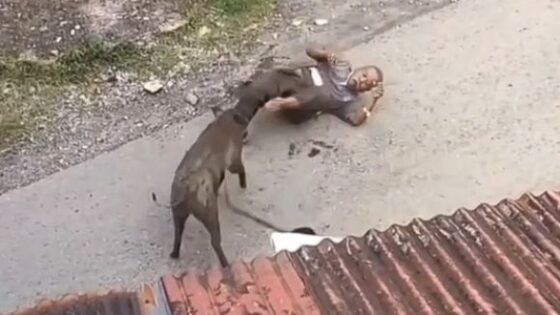 Boar goes crazy and attacks grandpa ferociously while those present try to stop the attack Photo 0001 Video Thumb