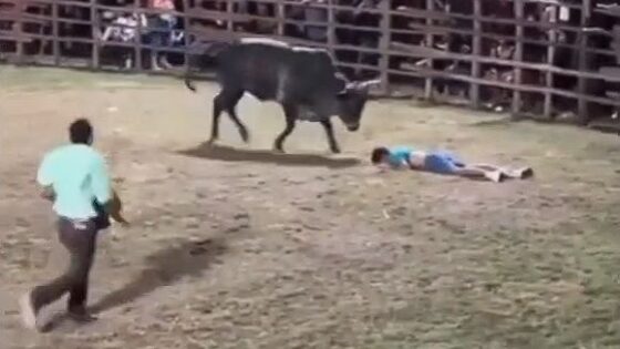 Bulls dont feel sorry for human beings Photo 0001 Video Thumb