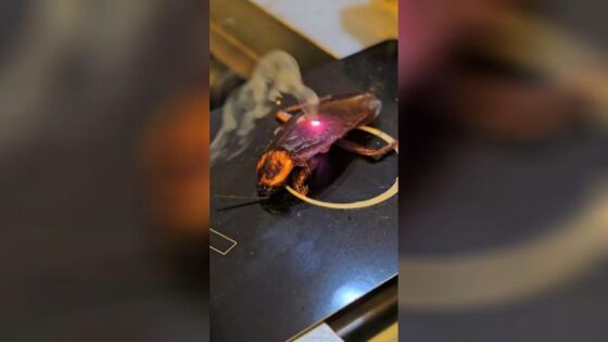 Deleting a dead bug from the face of the earth with laser beams Photo 0001 Video Thumb