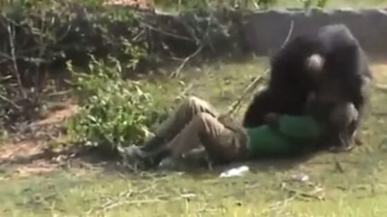 Farmers face eaten by bear Photo 0001 Video Thumb