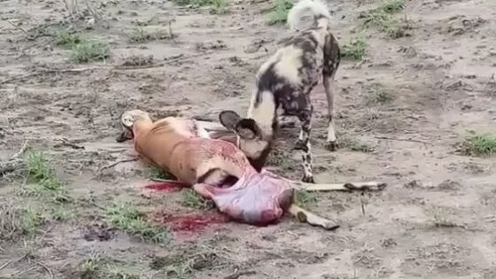 He ripped the baby out of her belly to eat and took her away while the mother lay in agony on the floor animal kingdom Photo 0001 Video Thumb
