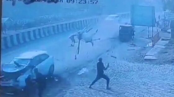 Horrible accident in baghpat india poor horse Photo 0001 Video Thumb