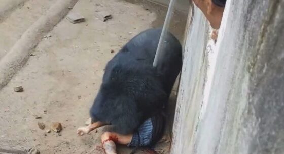 Man falls into bear enclosure at zoo Photo 0001 Video Thumb