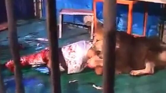 Man mauled to death by lion Photo 0001 Video Thumb