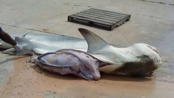 Man removed from shark stomach in pieces Photo 0001 Video Thumb