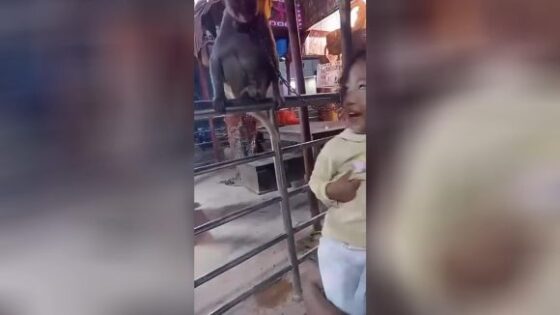 Monkeys dont forgive even children in asia Photo 0001 Video Thumb