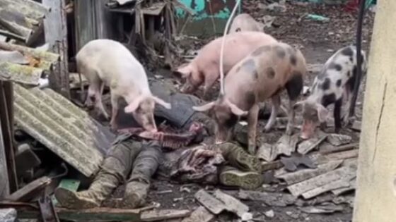 Pigs eating bodies of soldiers killed during the russia vs ukraine war Photo 0001 Video Thumb