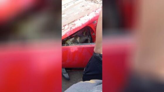 Red car found with decomposing body inside Photo 0001 Video Thumb