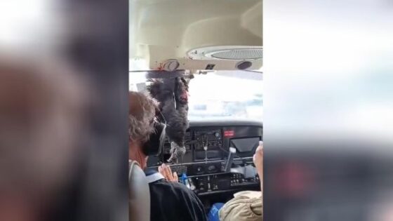 Vulture hits the windshield of the plane cabin in brazil Photo 0001 Video Thumb