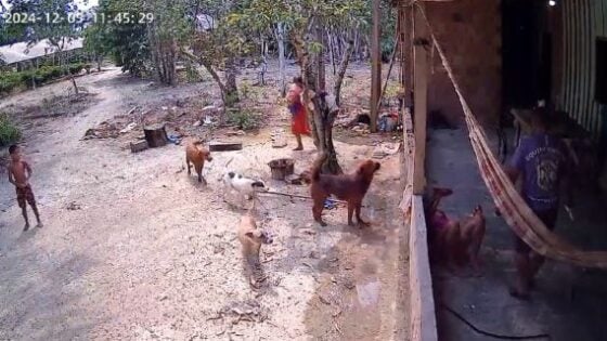 Woman is stabbed by her ex husband who did not accept the end of the relationship in the municipality of presidente figueiredo in the state of amazonas in brazil Photo 0001 Video Thumb