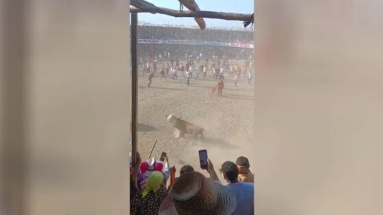 A bull brutally gores a man Photo 0001 Video Thumb