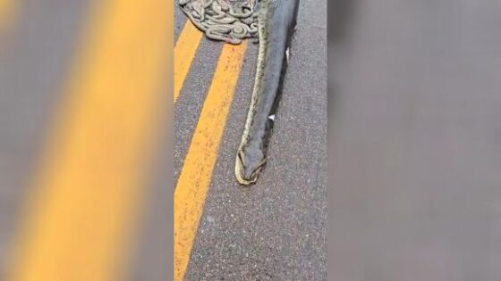 A pregnant anaconda is run over and ejects her offspring on a highway in brazil Photo 0001 Video Thumb