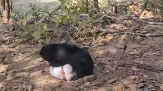 Father and son are killed in sloth bear attack in chhattisgarhs korar range Photo 0001 Video Thumb