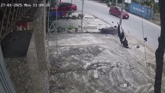 Motorcyclist collides at high speed with a pole in an asian country i dont think he survived Photo 0001 Video Thumb