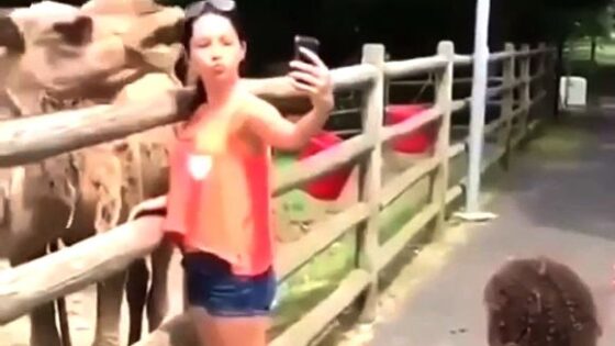 Camel doesnt like selfie Photo 0005 Video Thumb
