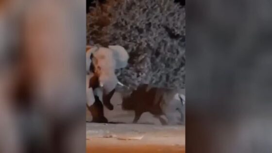 Elephant vs rhino Photo 0001 Video Thumb